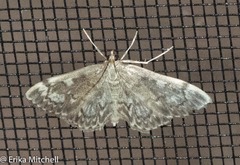 Anania coronata