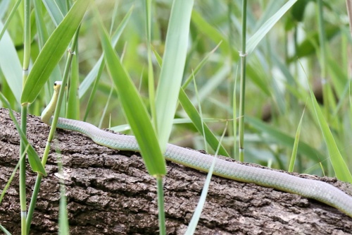 Common Tree Snake sighting