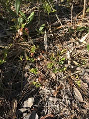 Vaccinium tenellum
