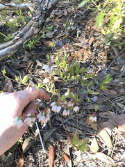 Vaccinium tenellum