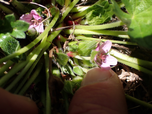 Image of Geranium antrorsum by (c) Nina Kerr, some rights reserved (CC BY)