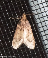 Aglossa costiferalis
