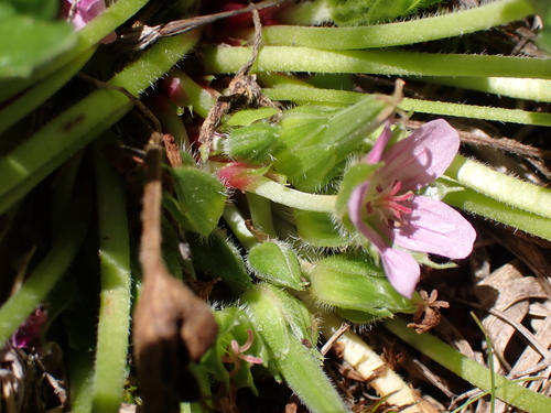 Image of Geranium antrorsum by (c) Nina Kerr, some rights reserved (CC BY)