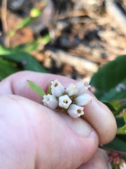 Vaccinium tenellum