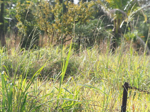 Paspalum urvillei observed 2024-01-06
