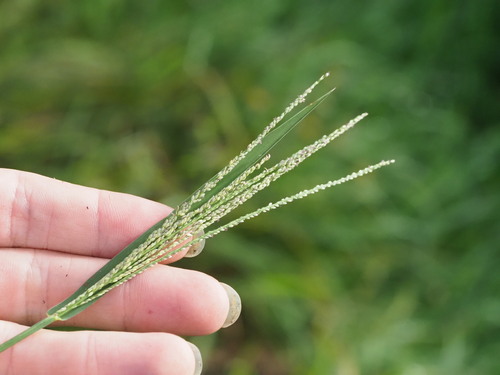 Image of Digitaria violascens by (c) Kevin Faccenda, some rights reserved (CC BY)