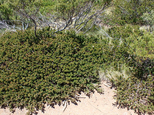 Image of Westringia lucida by (c) Nina Kerr, some rights reserved (CC BY)