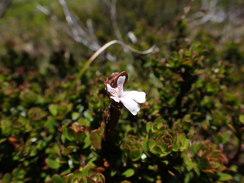 shining westringia (Westringia lucida)