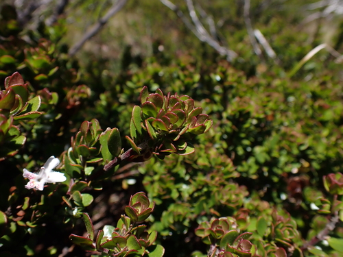 Image of Westringia lucida by (c) Nina Kerr, some rights reserved (CC BY)