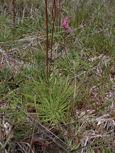 Image of Stylidium montanum by (c) Nina Kerr, some rights reserved (CC BY)
