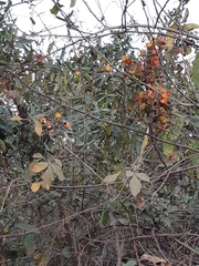 Paullinia fuscescens