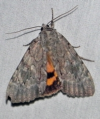 Catocala habilis