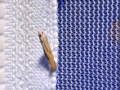 Isophrictis similiella photo 5