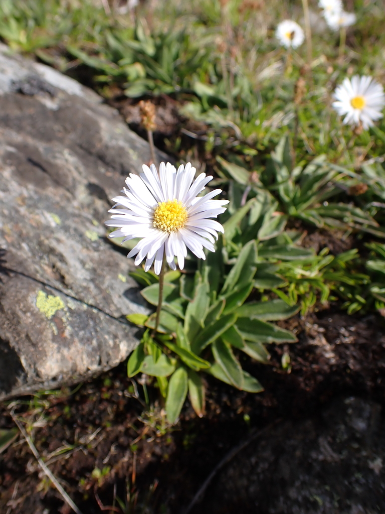 Tufted Daisy