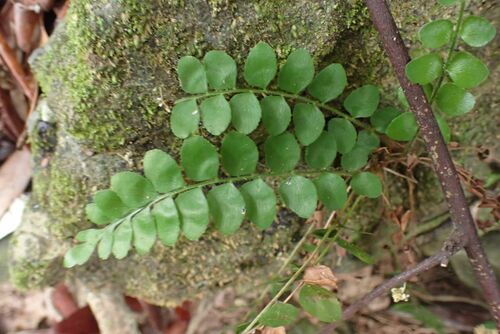 Drège's Flowering Fern (Anemia dregeana)
