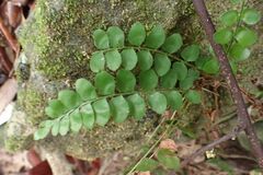 Anemia dregeana