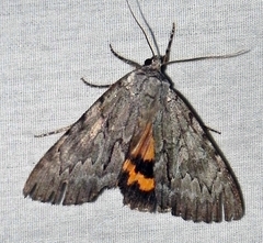 Catocala habilis