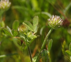 Trifolium microcephalum