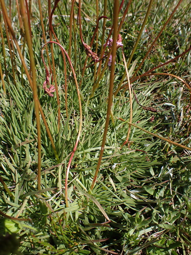 Image of Stylidium montanum by (c) Nina Kerr, some rights reserved (CC BY)