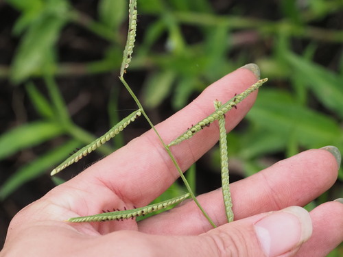 Paspalum scrobiculatum observed 2024-01-07