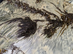 Sargassum muticum