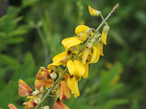 Crotalaria trichotoma iNat (1)