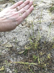 Spermolepis divaricata