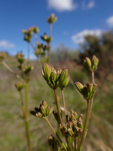 Image of Aciphylla simplicifolia by (c) Nina Kerr, some rights reserved (CC BY)