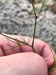 Spermolepis divaricata