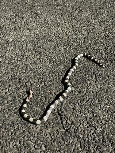 Eastern Bandy Bandy sighting