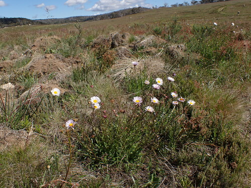 Image of Brachyscome aculeata by (c) Nina Kerr, some rights reserved (CC BY)