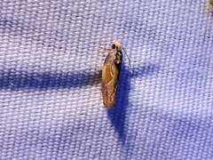 Eumarozia malachitana