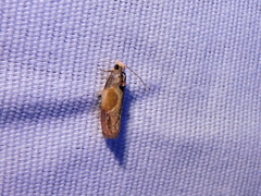 Eumarozia malachitana