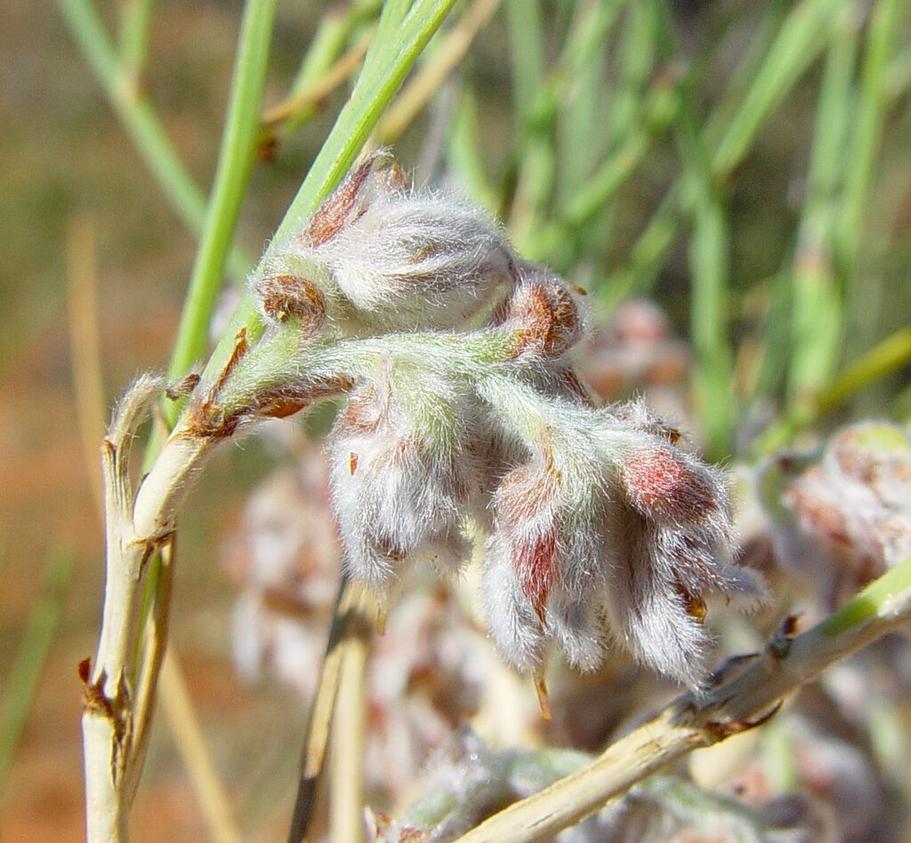Leptosema anomalum
