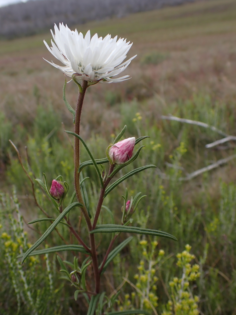 Coronidium waddelliae