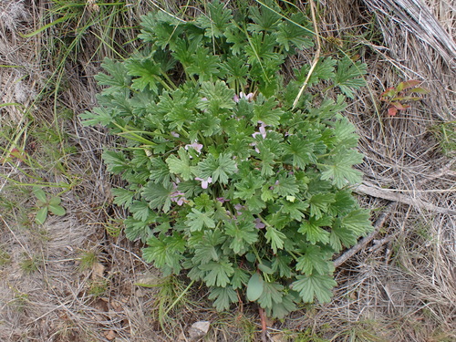 Image of Geranium antrorsum by (c) Nina Kerr, some rights reserved (CC BY)