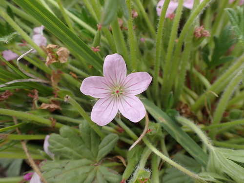 Image of Geranium antrorsum by (c) Nina Kerr, some rights reserved (CC BY)