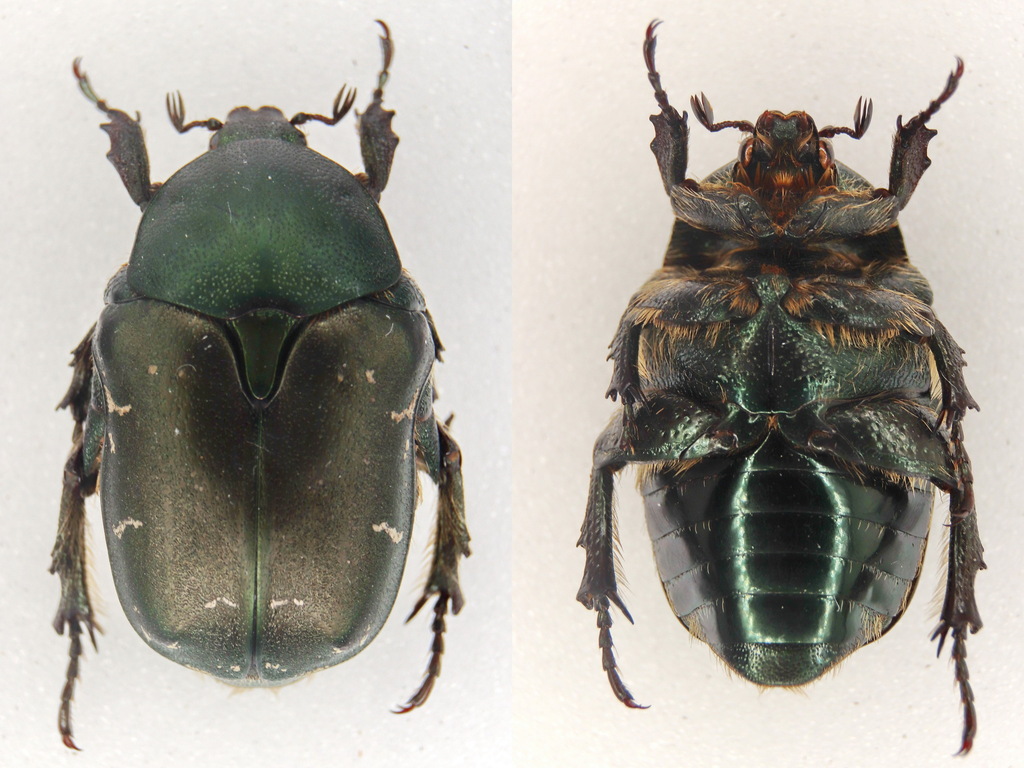 Protaetia shamil
