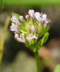Plectritis congesta brachystemon