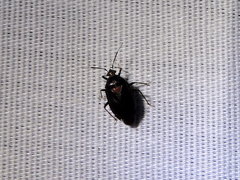 Deraeocoris sayi