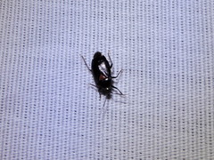 Deraeocoris sayi