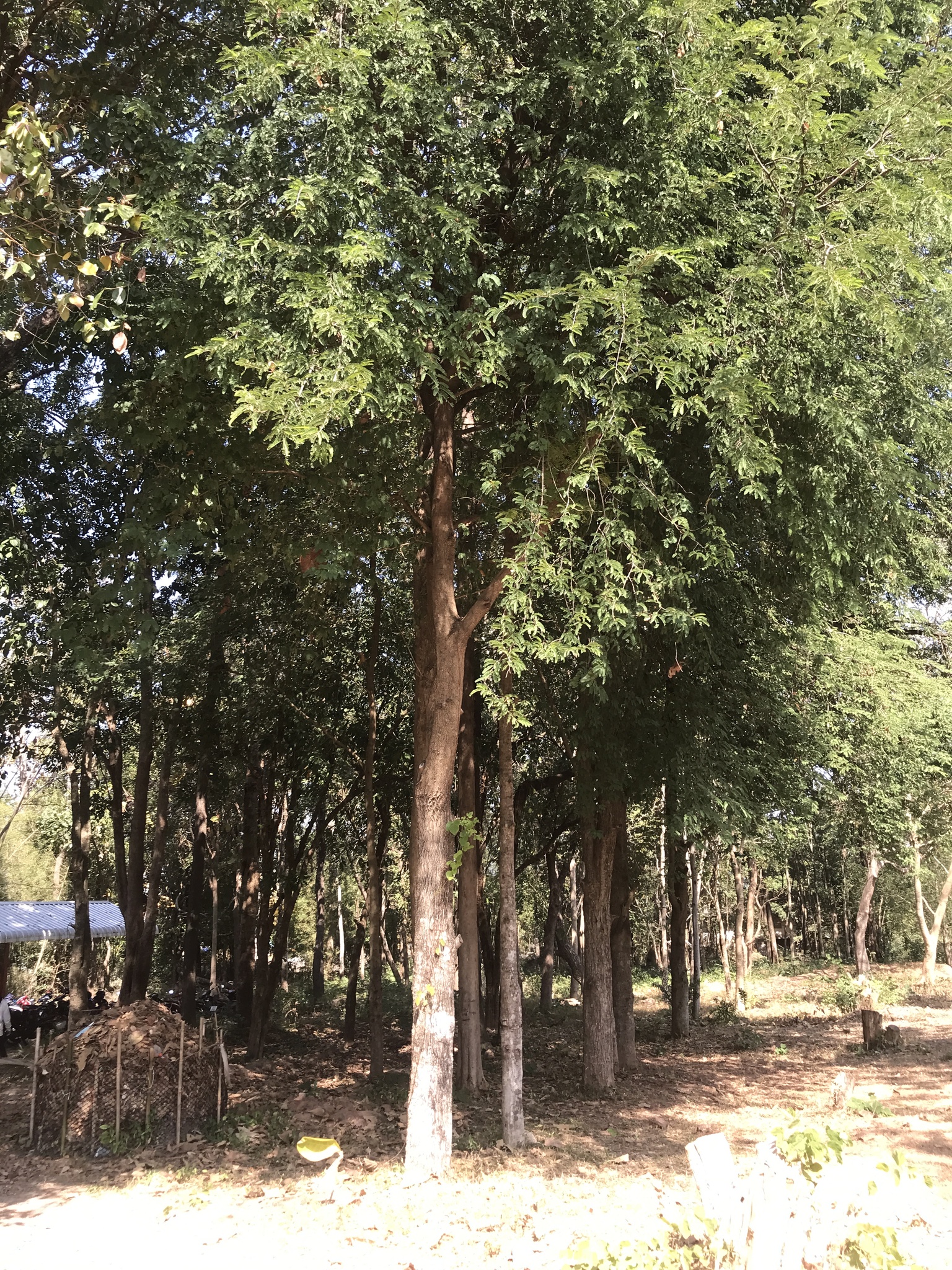Imagem de Tamarindo