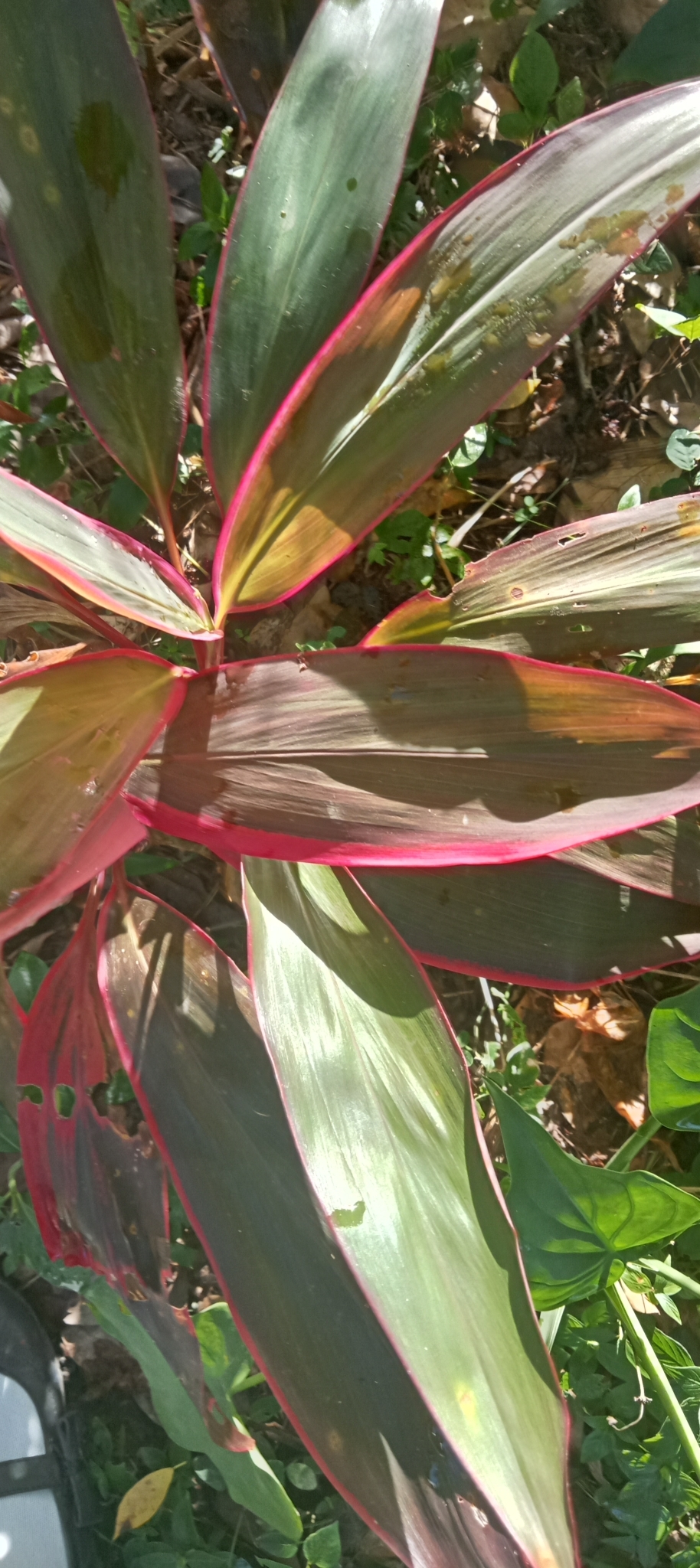 Imagem de Dracena