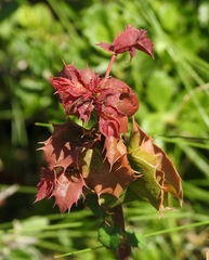 Berberis pinnata pinnata