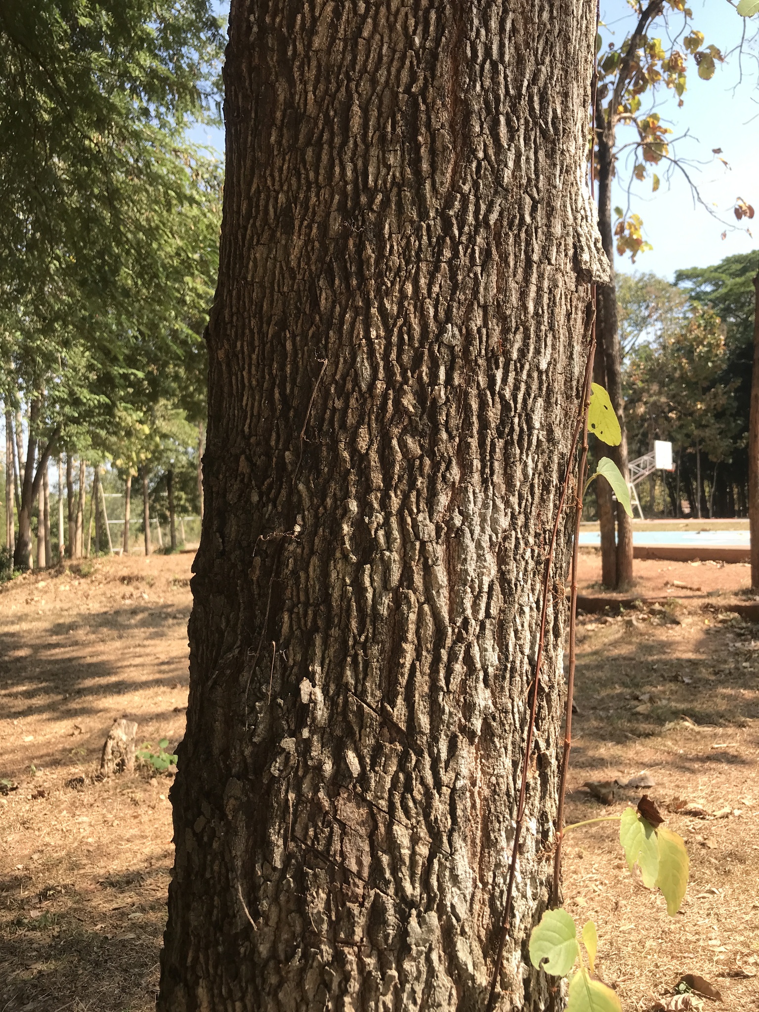 Imagem de Tamarindo