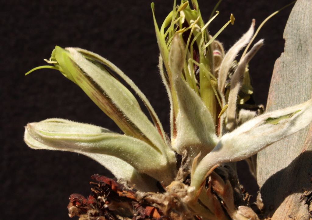 Leptosema tomentosum