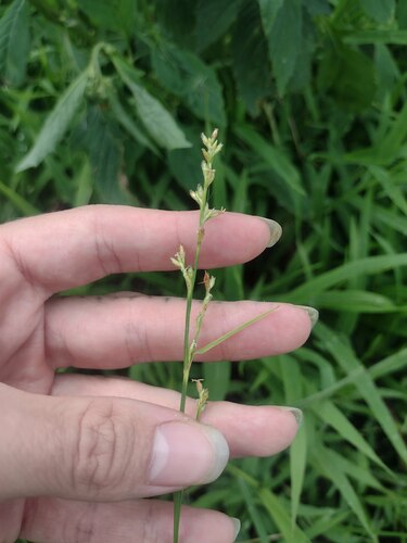 Scleria testacea observed 2024-01-07