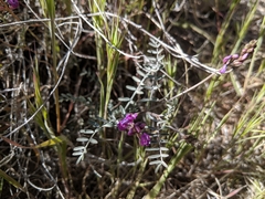 Astragalus bernardinus