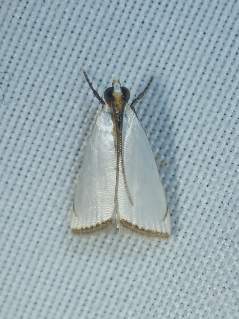 Argyria diplomochalis