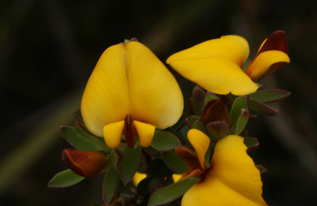 Latrobea